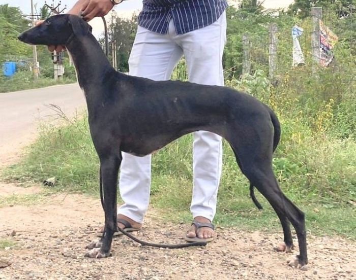 DogsIndia.com - Caravan Hound - Aniva