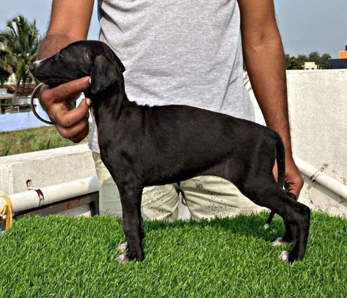 DogsIndia.com - Caravan Hound - Aniva