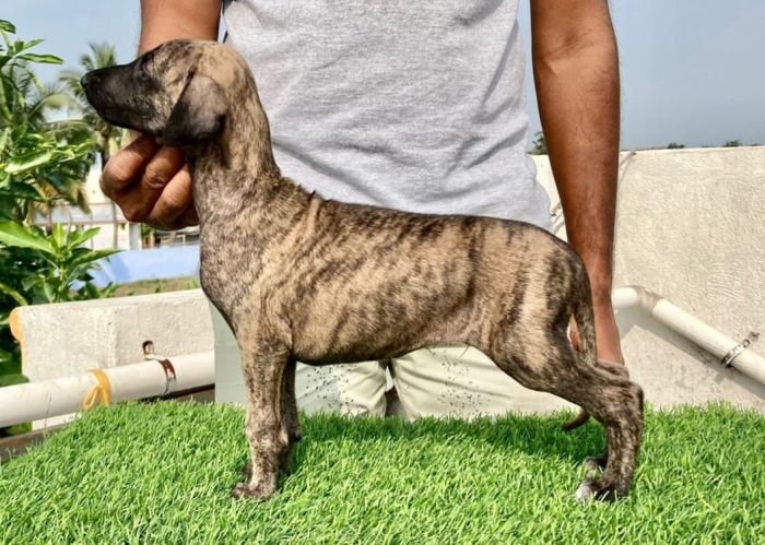 DogsIndia.com - Caravan Hound - Aniva