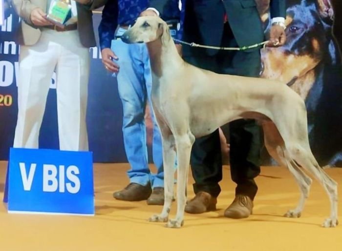 DogsIndia.com - Caravan Hound - Aniva