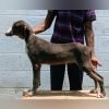 DogsIndia.com - Caravan Hound - Anish