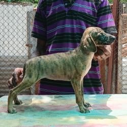 DogsIndia.com - Caravan Hound - Anish