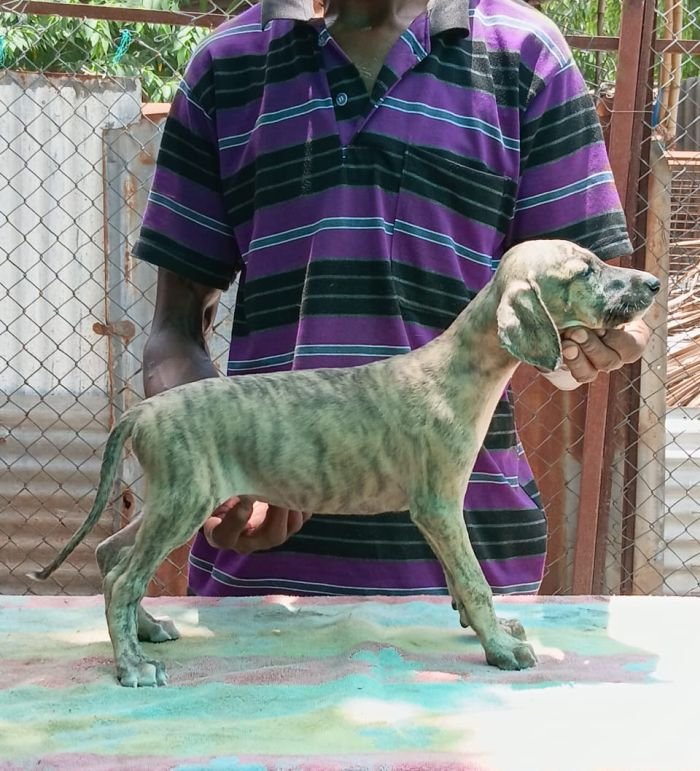 DogsIndia.com - Caravan Hound - Anish
