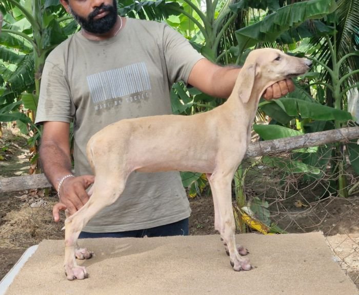 DogsIndia.com - Caravan Hound - Anish