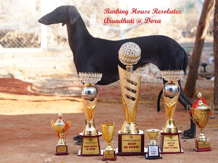 DogsIndia.com - Caravan Hound - Barking House Kennel - Vincent