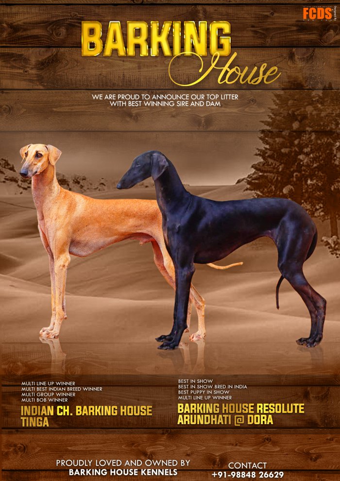 DogsIndia.com - Caravan Hound - Barking House Kennel - Vincent