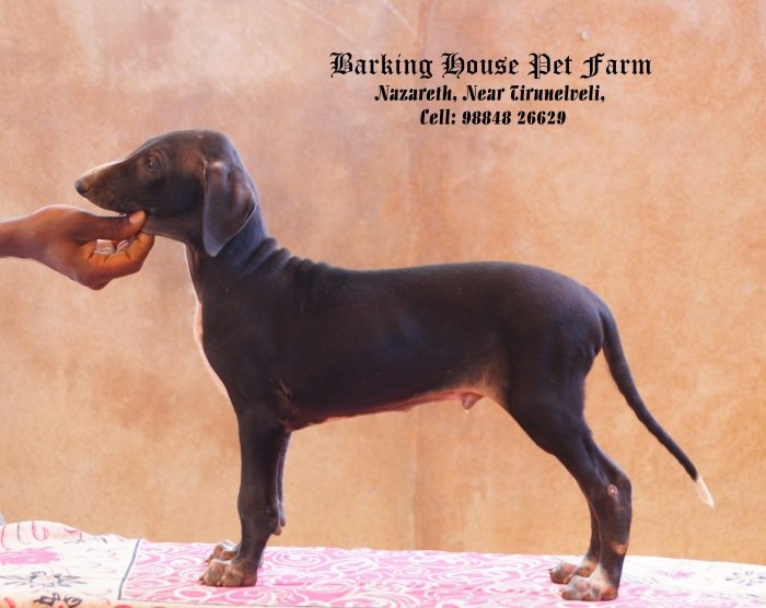DogsIndia.com - Caravan Hound - Barking House Kennel - Vincent