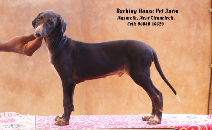 DogsIndia.com - Caravan Hound - Barking House Kennel - Vincent