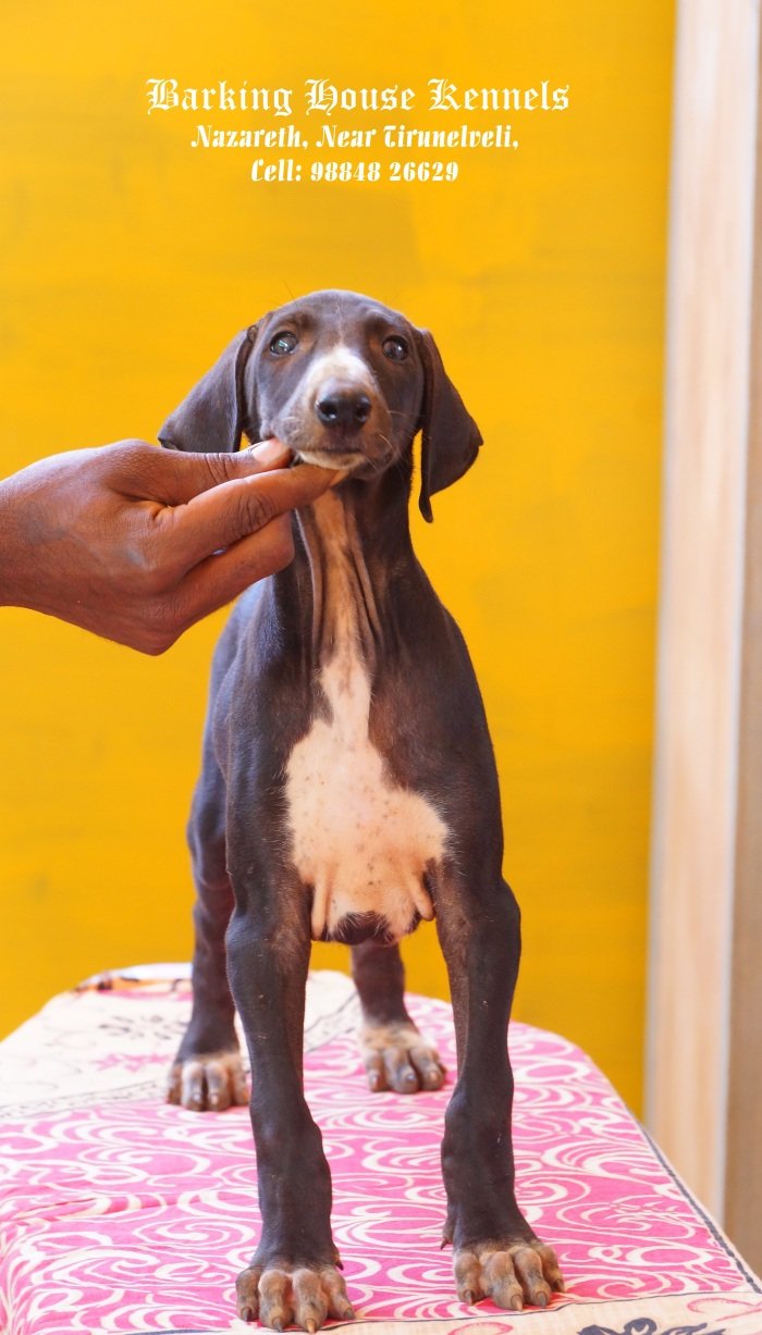 DogsIndia.com - Caravan Hound - Barking House Kennel - Vincent