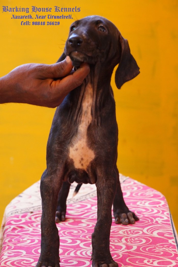 DogsIndia.com - Caravan Hound - Barking House Kennel - Vincent