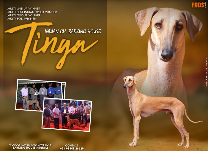 DogsIndia.com - Caravan Hound - Barking House Kennel - Vincent