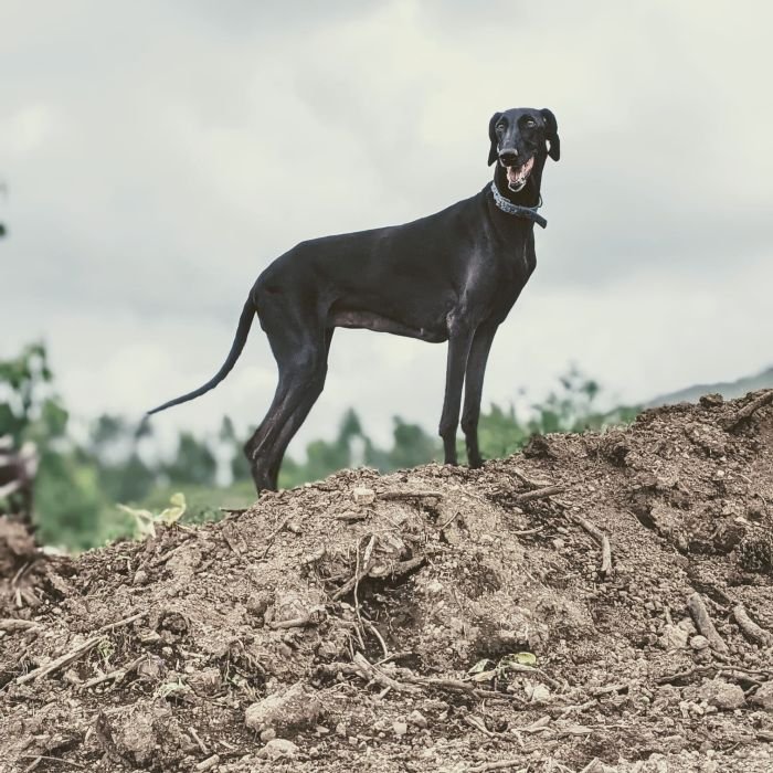 DogsIndia.com - Caravan Hound - Bhosale