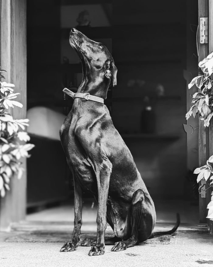 DogsIndia.com - Caravan Hound - Bhosale