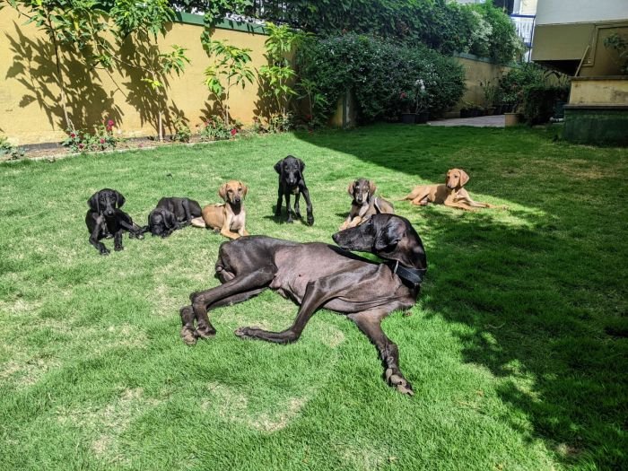 DogsIndia.com - Caravan Hound - Bhosale