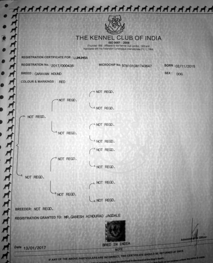 DogsIndia.com - Caravan Hound - Bhosale