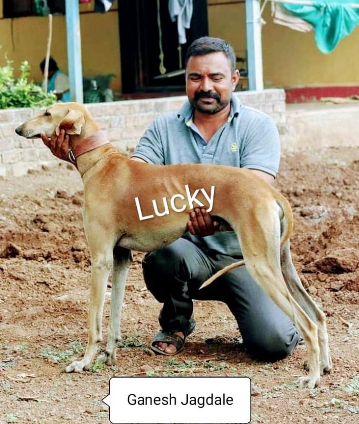 DogsIndia.com - Caravan Hound - Bhosale