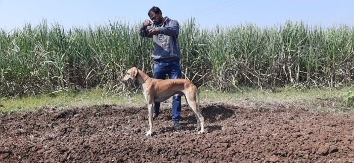 DogsIndia.com - Caravan Hound - Bhosale