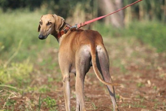 DogsIndia.com - Caravan Hound - Bhosale
