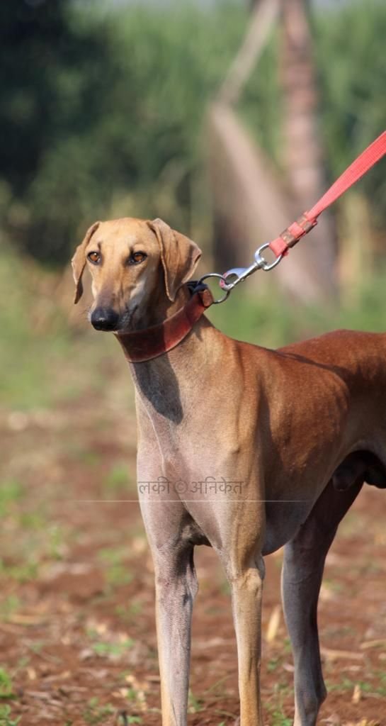 DogsIndia.com - Caravan Hound - Bhosale