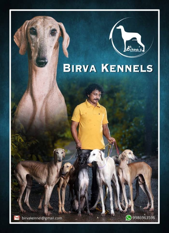DogsIndia - Caravan Hound - Birva Kennels