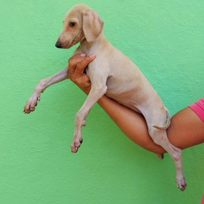 DogsIndia - Caravan Hound - Birva Kennels