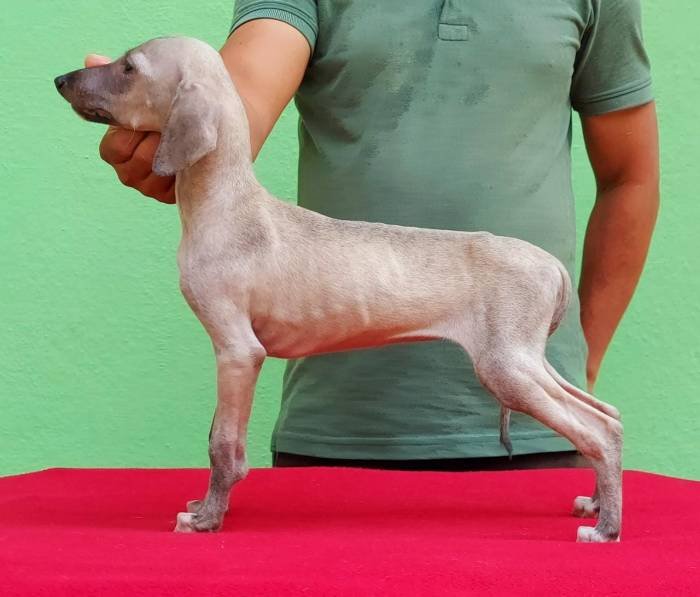 DogsIndia - Caravan Hound - Birva Kennels