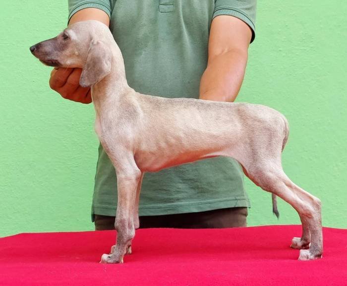 DogsIndia - Caravan Hound - Birva Kennels