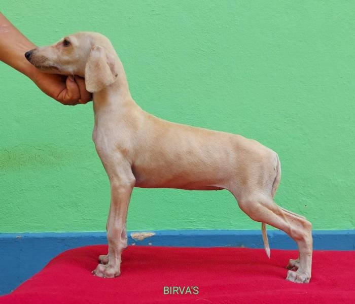 DogsIndia - Caravan Hound - Birva Kennels