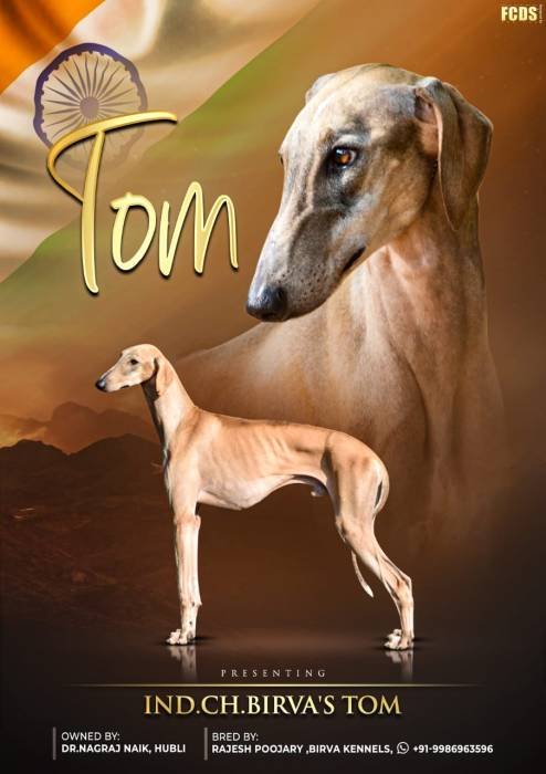 DogsIndia - Caravan Hound - Birva Kennels