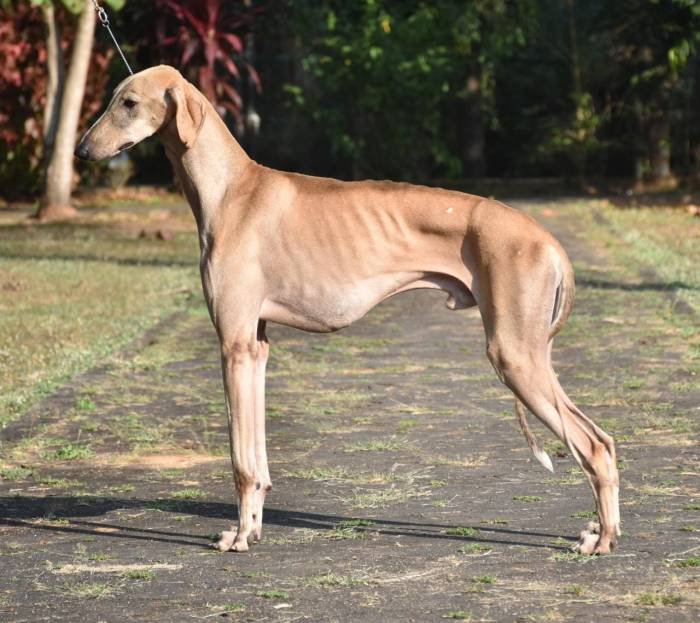 DogsIndia - Caravan Hound - Birva Kennels