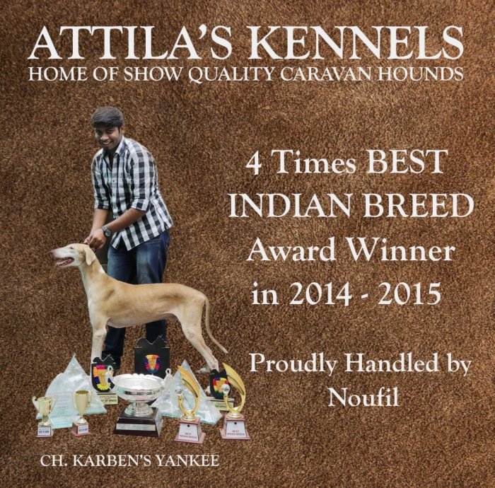 DogsIndia.com - Caravan Hound - Anish