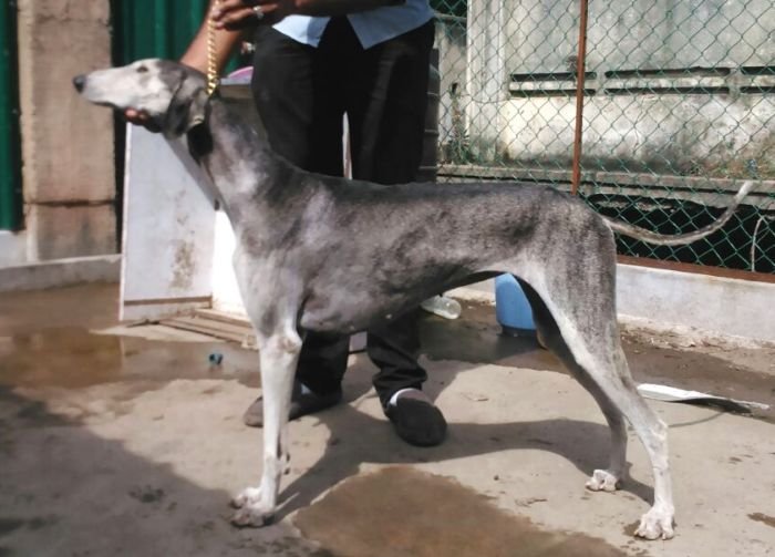 DogsIndia.com - Caravan Hound - Anish