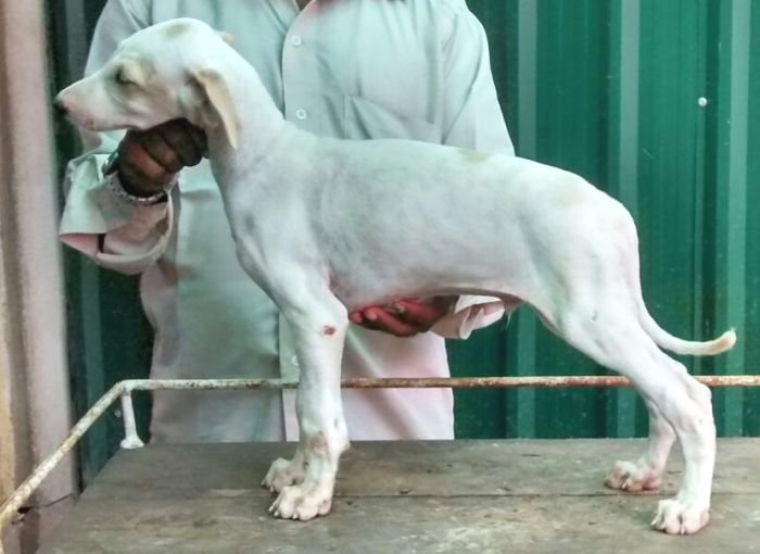 DogsIndia.com - Caravan Hound - Anish