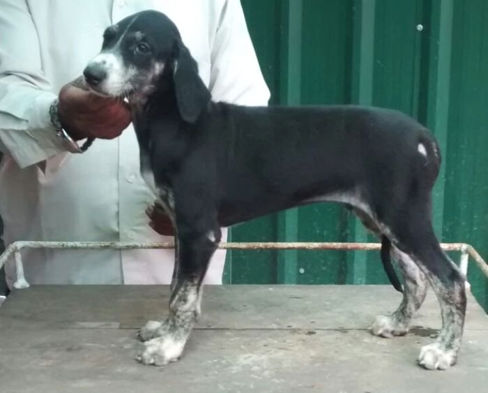 DogsIndia.com - Caravan Hound - Anish