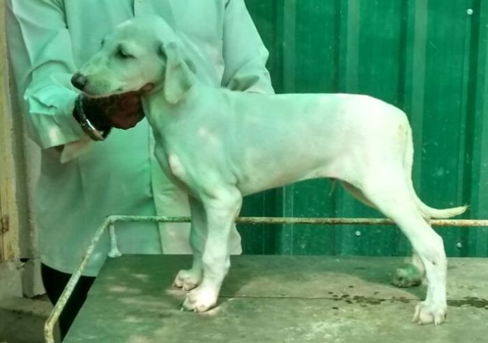 DogsIndia.com - Caravan Hound - Anish