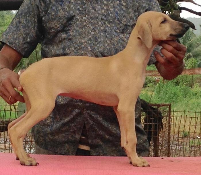 DogsIndia.com - Caravan Hound - Karben's Kennel - Prasad Mayekar