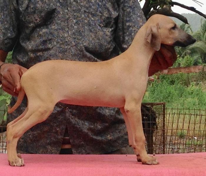 DogsIndia.com - Caravan Hound - Karben's Kennel - Prasad Mayekar