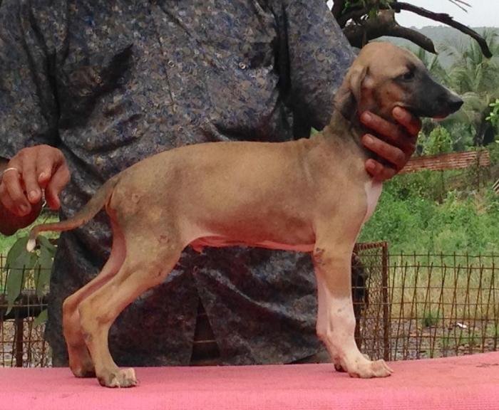 DogsIndia.com - Caravan Hound - Karben's Kennel - Prasad Mayekar