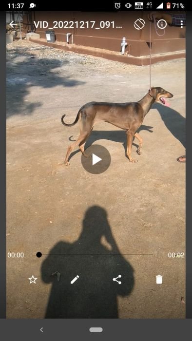 DogsIndia.com  Caravan Hound  Kingshill Kennel