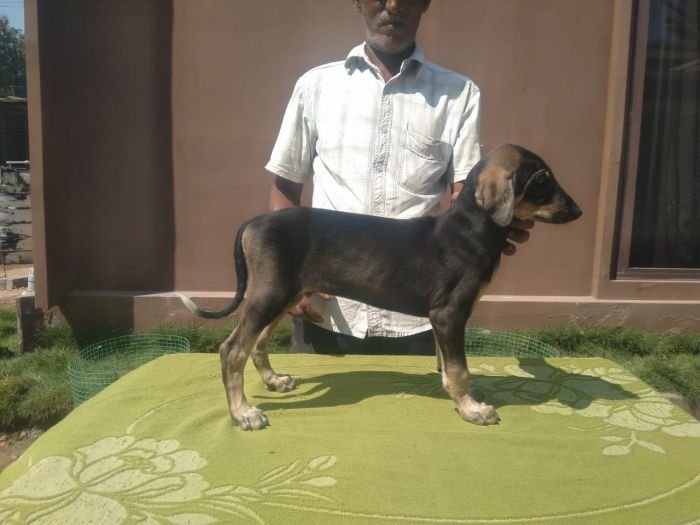 DogsIndia.com  Caravan Hound  Kingshill Kennel