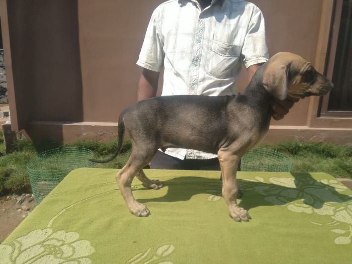 DogsIndia.com  Caravan Hound  Kingshill Kennel