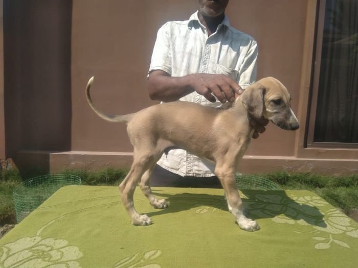 DogsIndia.com  Caravan Hound  Kingshill Kennel