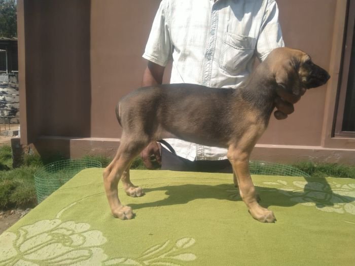 DogsIndia.com  Caravan Hound  Kingshill Kennel