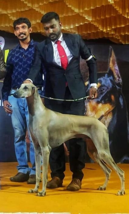 DogsIndia.com  Caravan Hound  Kingshill Kennel