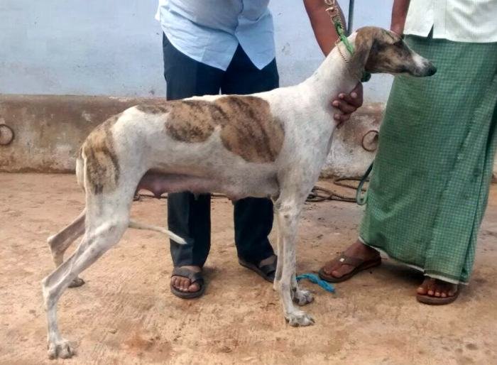 DogsIndia.com - Caravan Hound - Lakshmikanth, Coimbatore