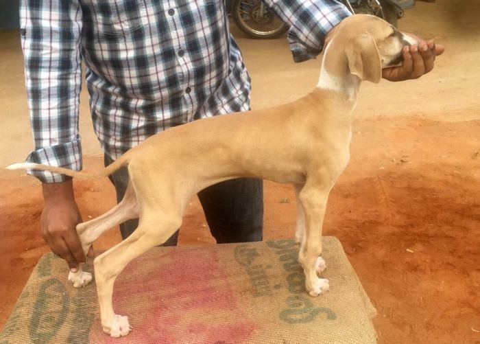 DogsIndia.com - Caravan Hound - Lakshmikanth, Coimbatore