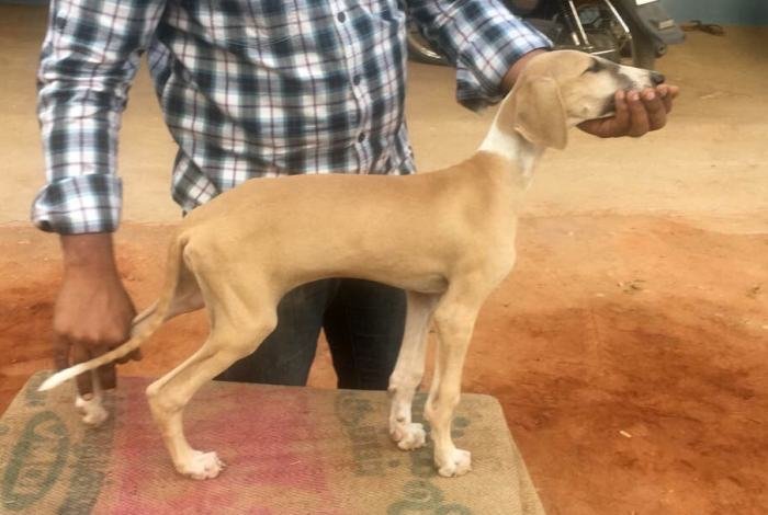 DogsIndia.com - Caravan Hound - Lakshmikanth, Coimbatore