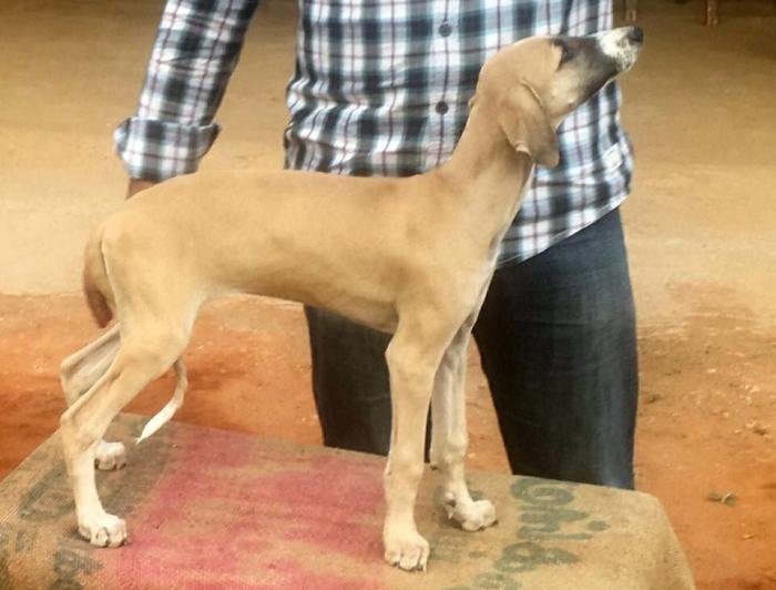DogsIndia.com - Caravan Hound - Lakshmikanth, Coimbatore