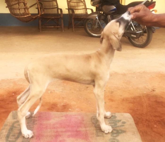 DogsIndia.com - Caravan Hound - Lakshmikanth, Coimbatore
