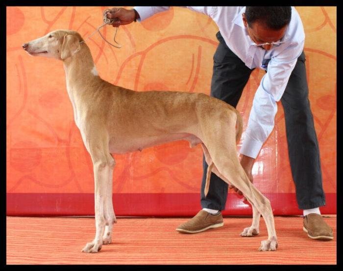 DogsIndia.com - Caravan Hound - Lakshmikanth, Coimbatore